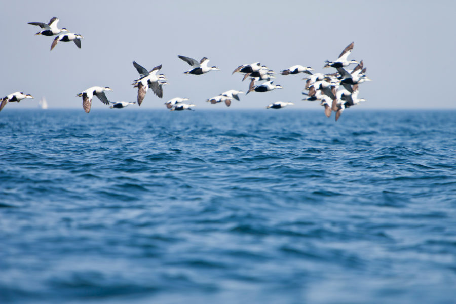 Fåglar som flyger över Östersjön.