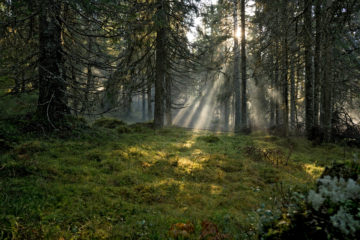 Sunrays in a pine forest