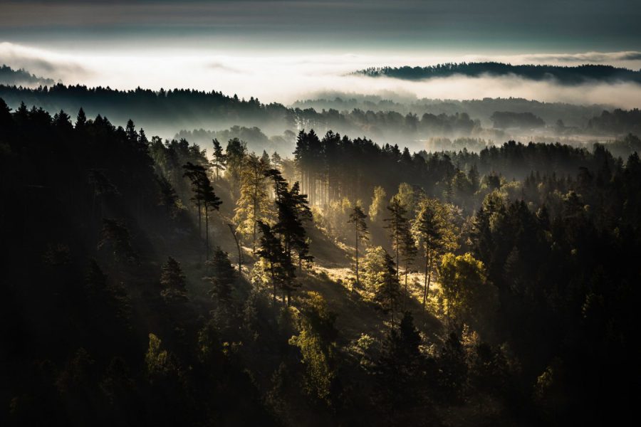 En vy över dimmig skog.