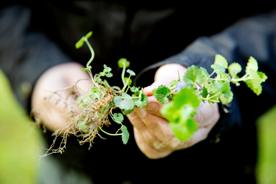 miriam_preis-foraging-7081